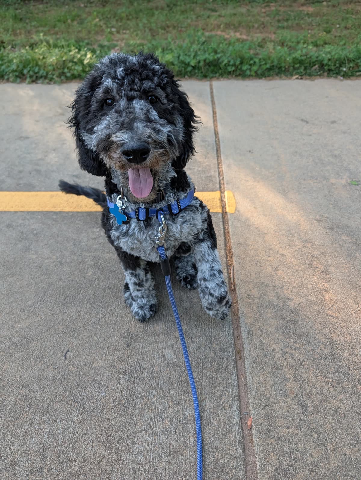 山本由伸の愛犬のファッションセンスが話題に（海外の反応）