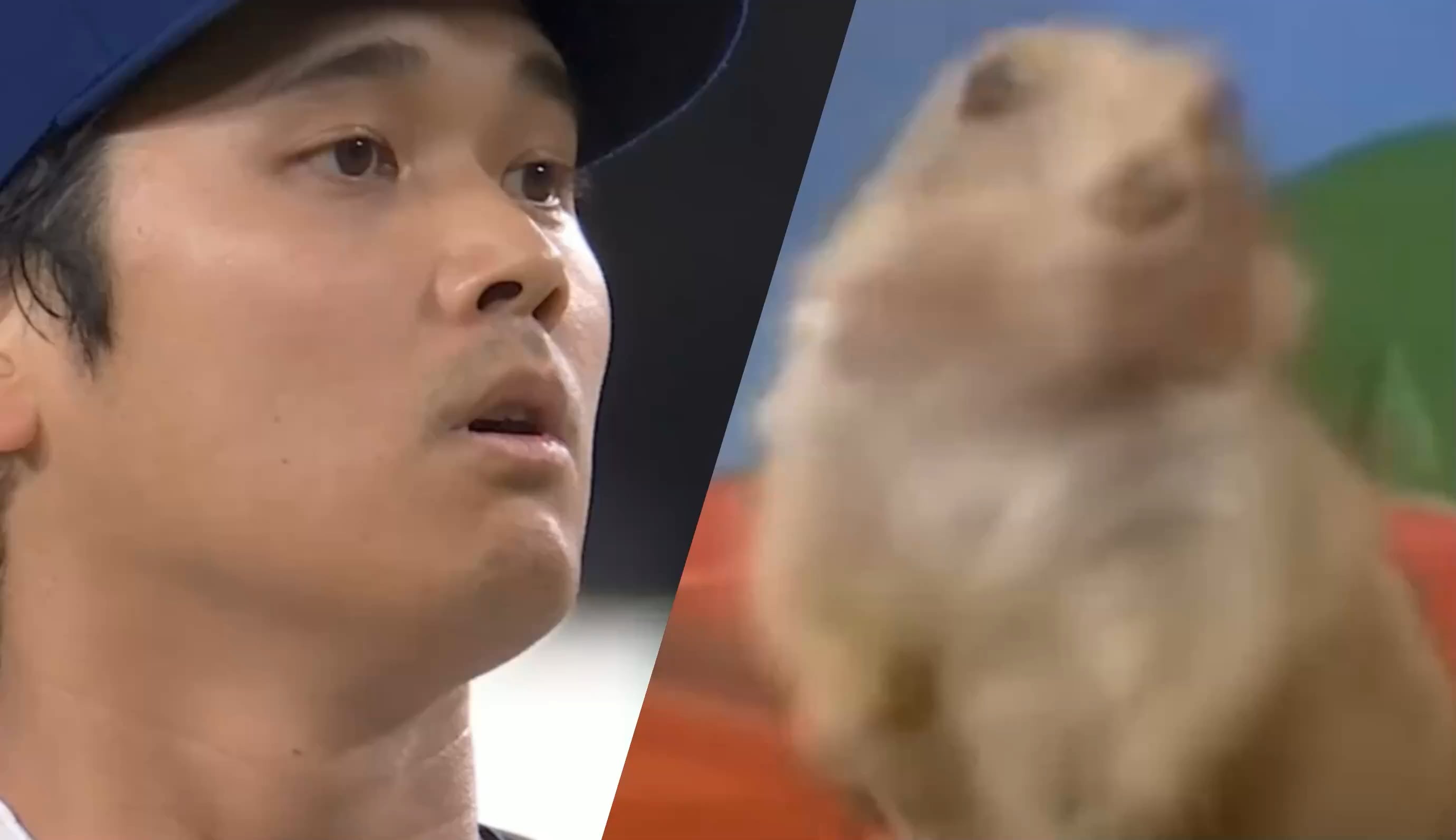 大谷翔平の変顔と伝説のシマリス動画がシンクロし話題に（海外の反応）