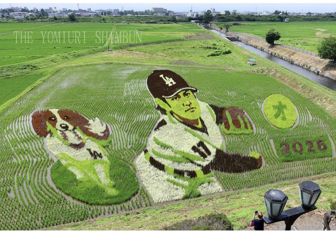 大谷翔平の故郷・奥州市が田んぼアートで巨大な大谷とデコピンを描く（海外の反応）